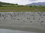 Magellanic penguins